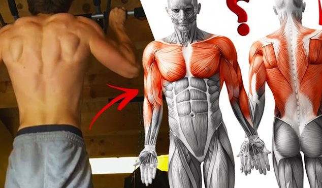 what muscles does pull ups workout